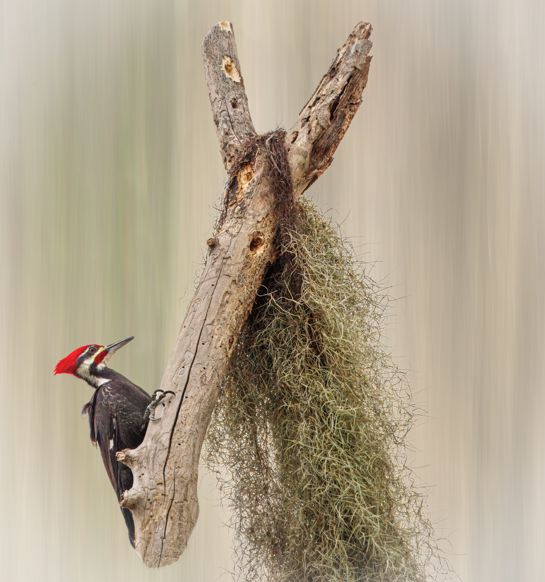 3rd PrizeCreative Artistry In Class 3 By Chuck Payette For Pileated Woodpecker Encounters Mule DEC-2025.jpg